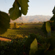 Load image into Gallery viewer, NOVEMBER 2025 AMAZING ARGENTINE ADVENTURE