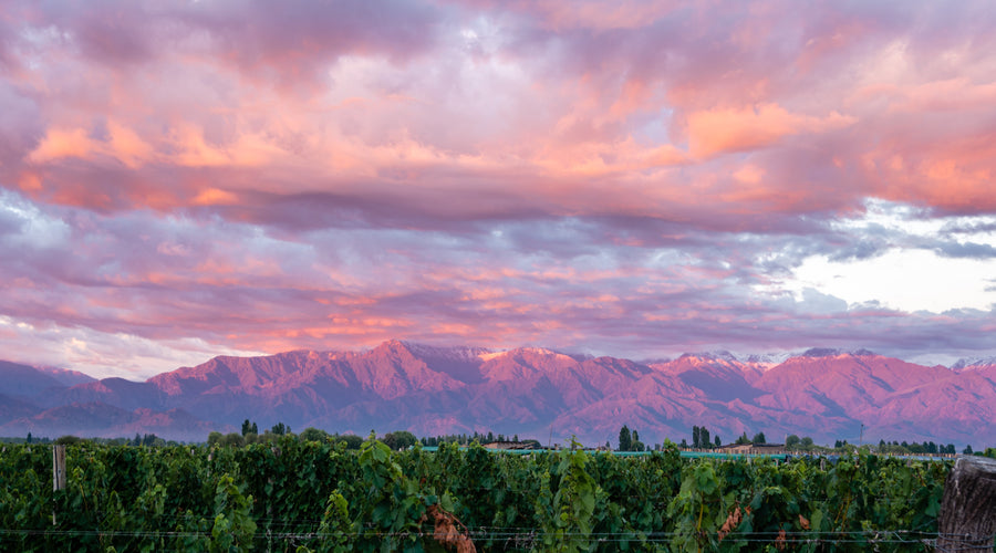 Argentina Women's Wellness + Wine