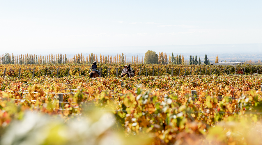 Argentina Uncorked | Nov 6-12, 2027