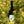 Load image into Gallery viewer, Heron Pinot Noir
