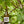 Load image into Gallery viewer, J. Bouchon Pais Salvaje Blanco
